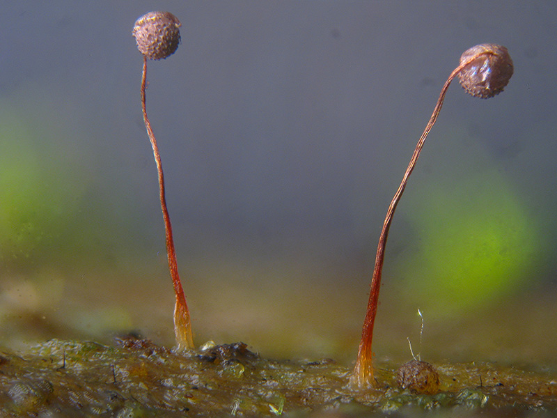 Cribraria microcarpa ?